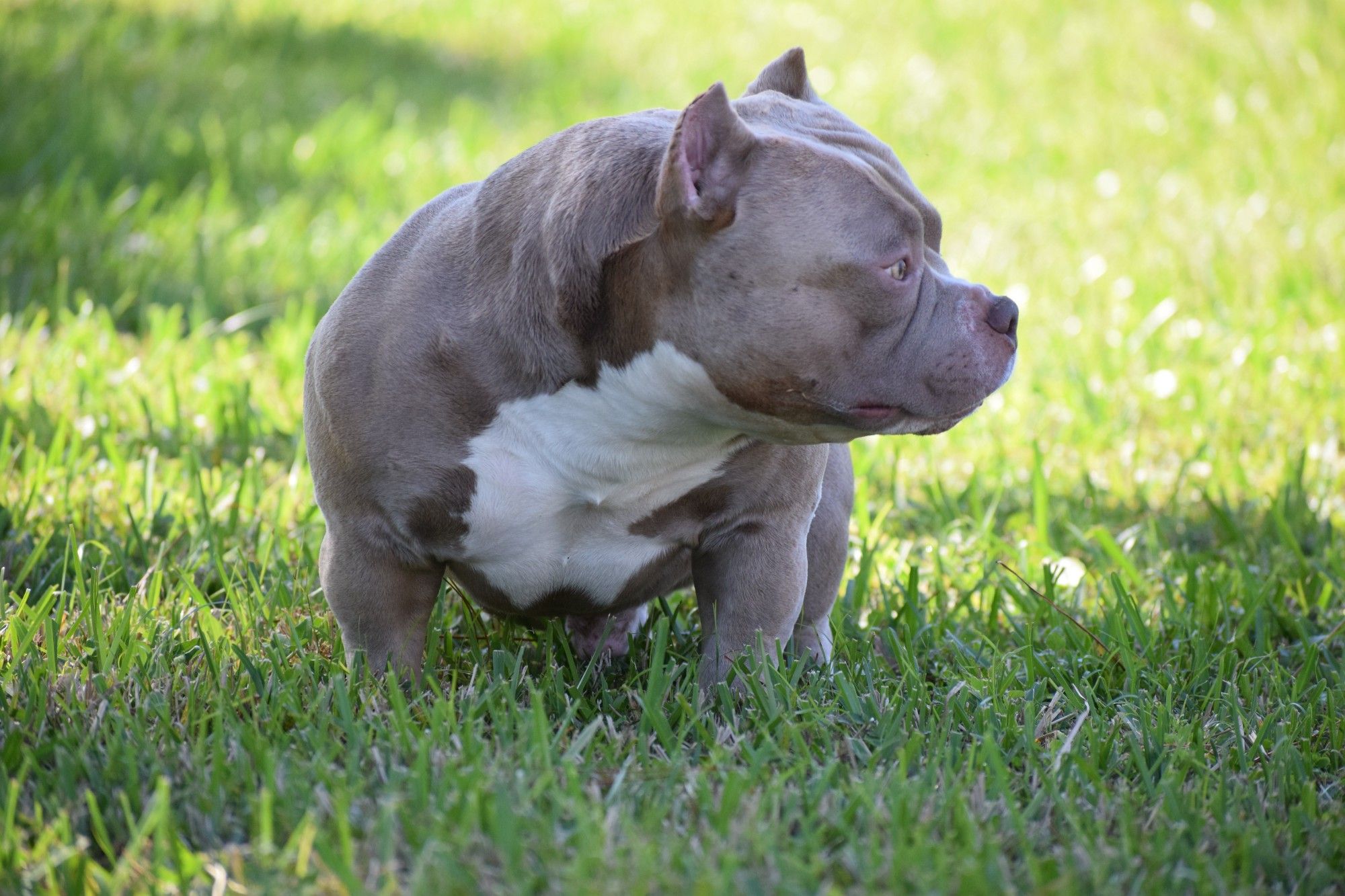 Bully puppies american dog foods food eating raw essential nutrients grow strong need americanbullydaily