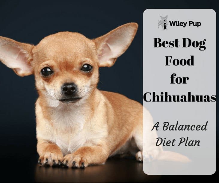 Food for chihuahuas