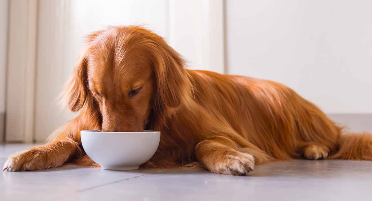 Skin dog food sensitive rated top