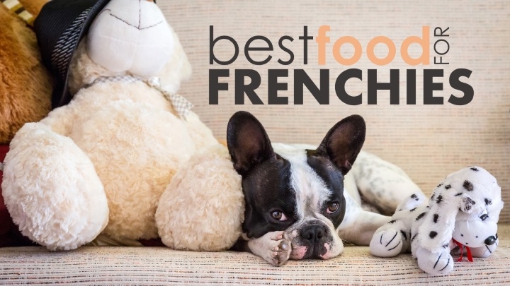 Best food for frenchies