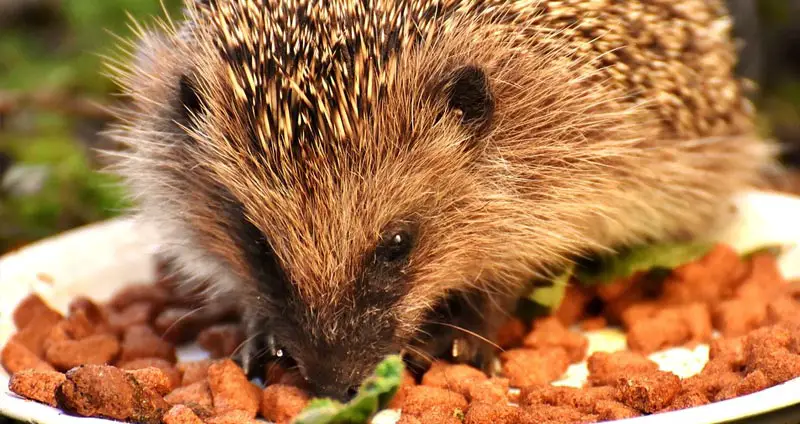 Hedgehog food