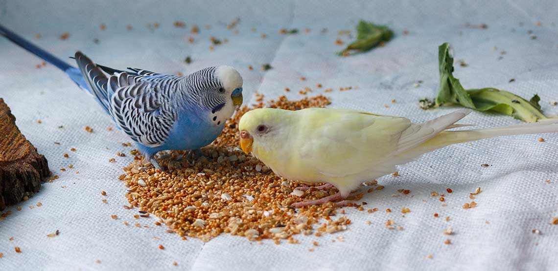 Bird seed food