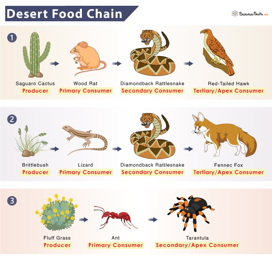 Food web desert animal species