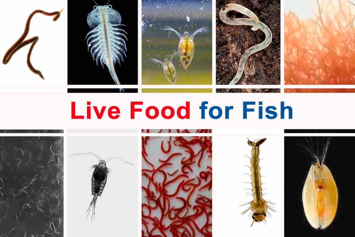 Live food
