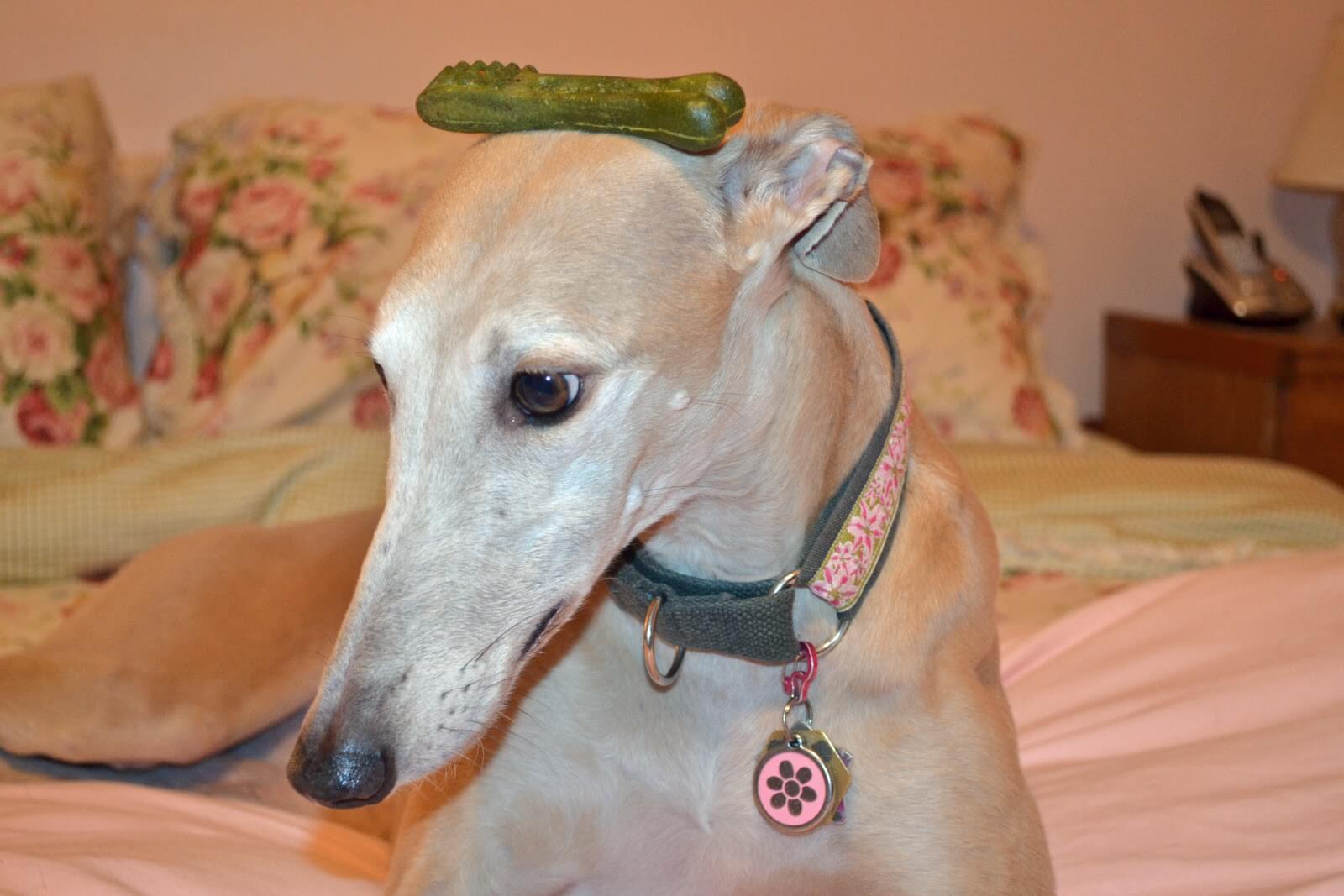 Greenies puppy teenie chewy