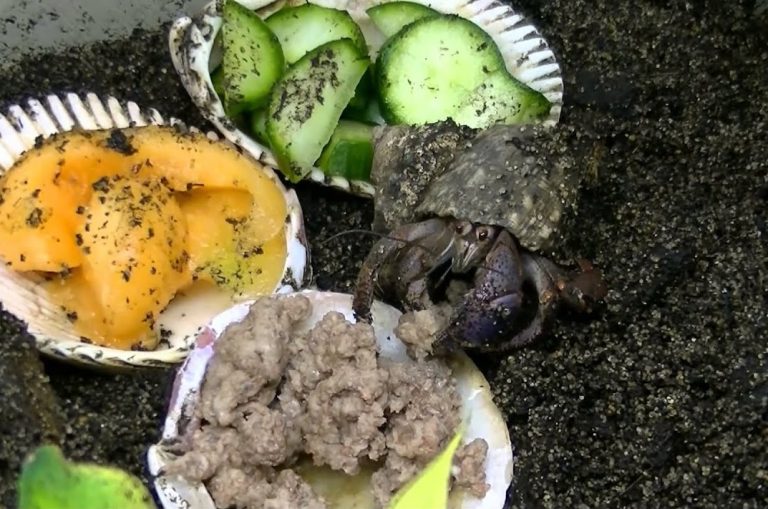 Hermit crab food list