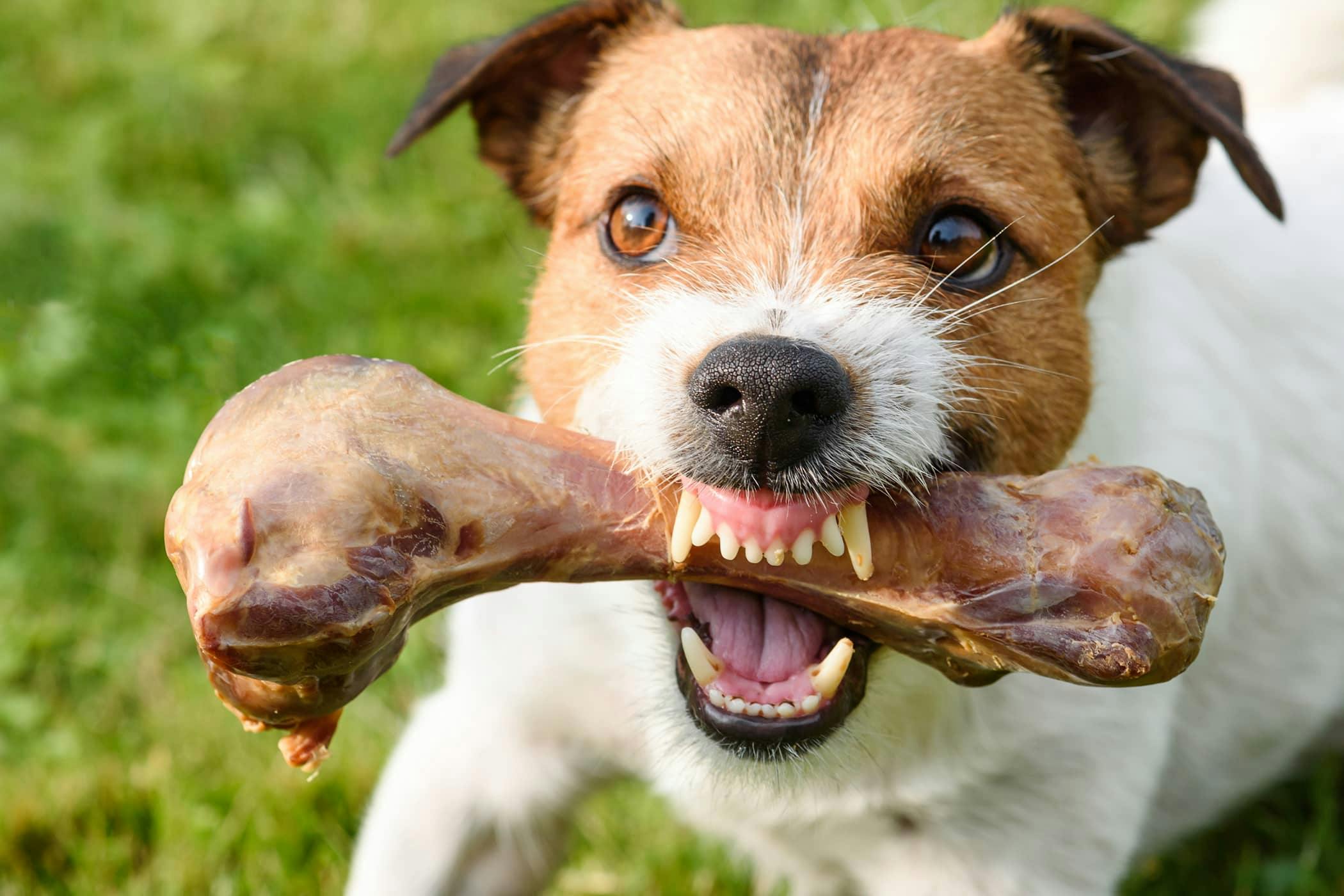 Dog aggressive behavior training