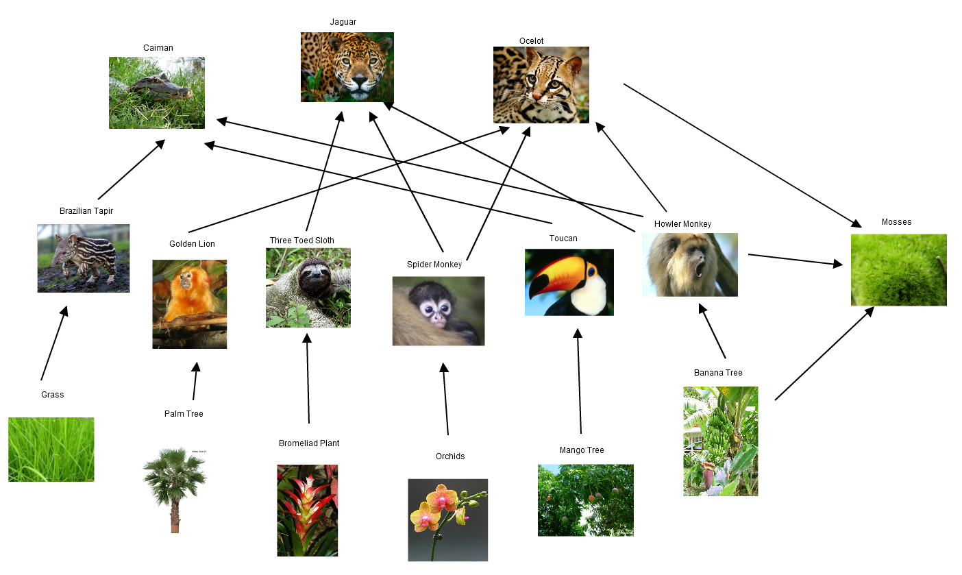 Food web rainforest