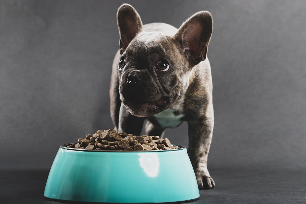 Food french bulldog complete guide suggestions tips good