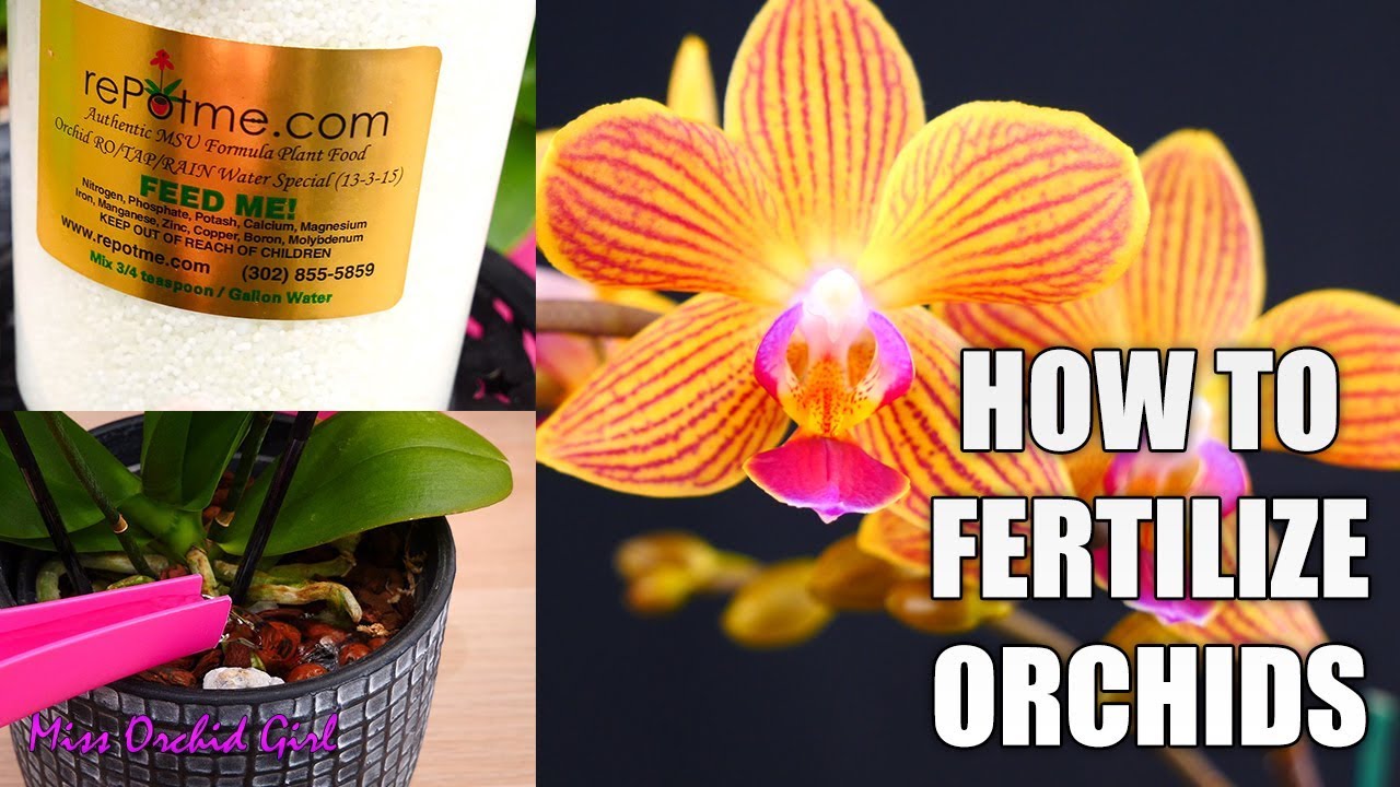 Orchid food orchids phalaenopsis fertilize