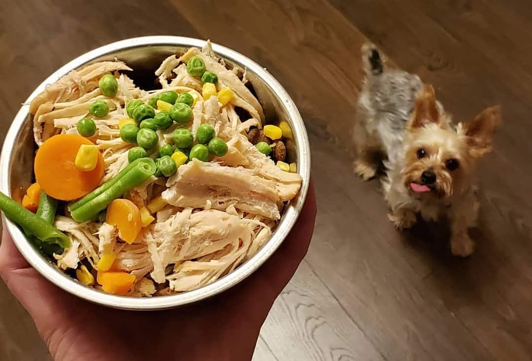 Yorkies food